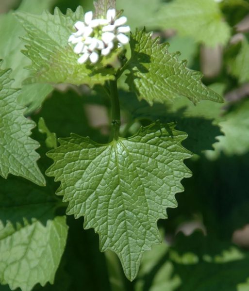 Other Invasive Plants