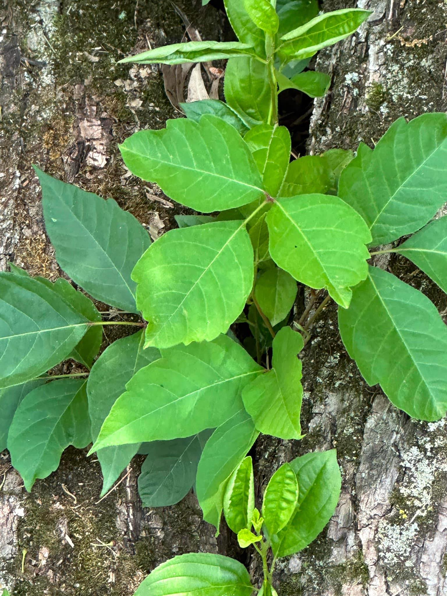 Poison Ivy — three leaflets on bark