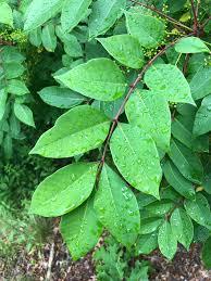 Poison Sumac